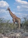 Giraffe, Etosha Park